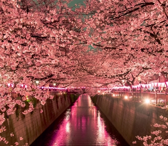 桜よりも私がキレイ!夜のお花見デートで美人に見えるメイク