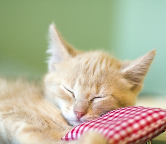 VOCEが見つけました!睡眠環境をよくする枕、マットレス、家電……!!!