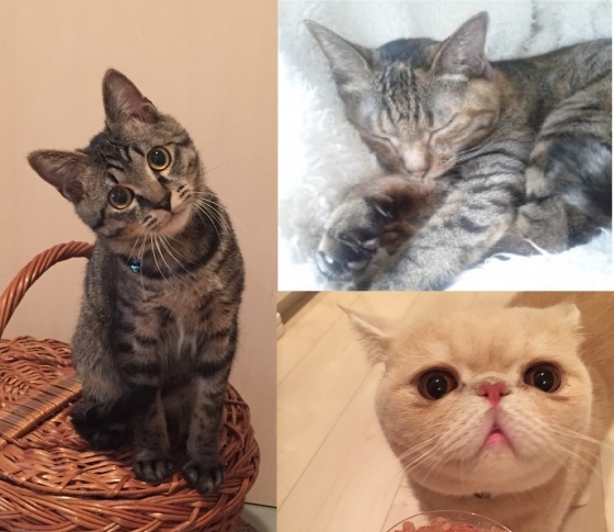 美人はネコに癒される? ビューティ界のチャーミング猫大集合!