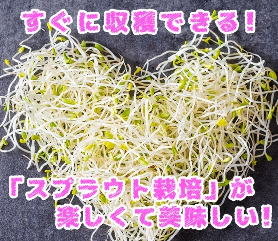 すぐに収穫できる!【スプラウト栽培】が楽しくて美味しい♡
