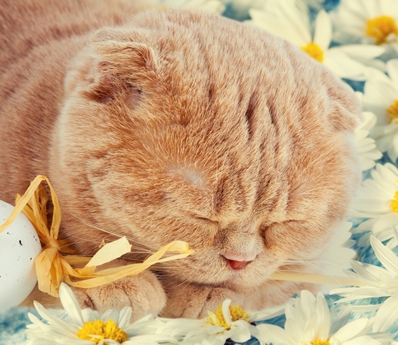 タイプ別で“春眠”をチェック!悩める眠り処方箋