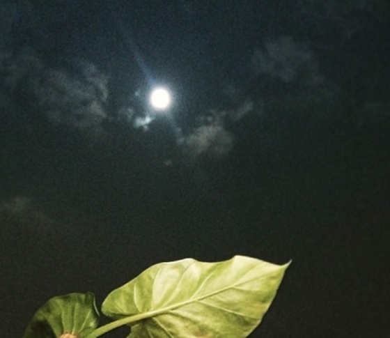 秋の夜長にイチオシな癒やし系入浴剤5つ