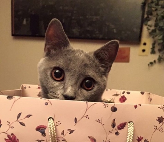 美人はネコに癒される? ビューティ界のチャーミング猫大集合!