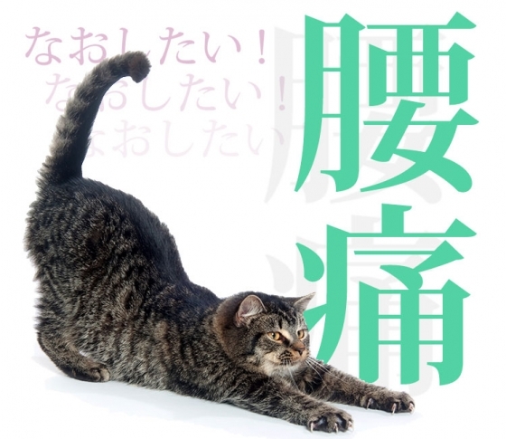 【腰痛対策教えます】腰痛は「朝の30秒正座」で治るんです!
