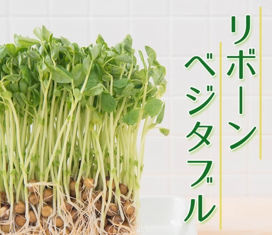 タダで始められる&土いらず! リボベジ(再生野菜)の魅力