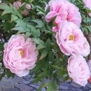 嫁猫