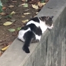 ぱぐたんらぶ