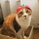 キンキキ