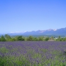 kyourin