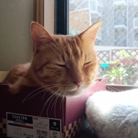 ねこわさ