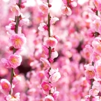 ぴののこ